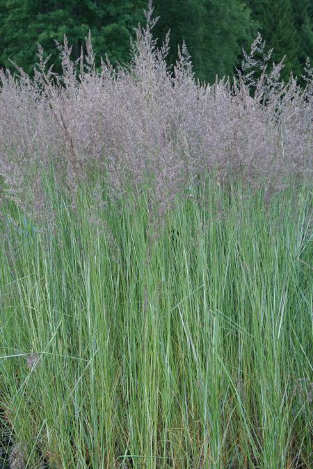 Calamagrostis Overdam