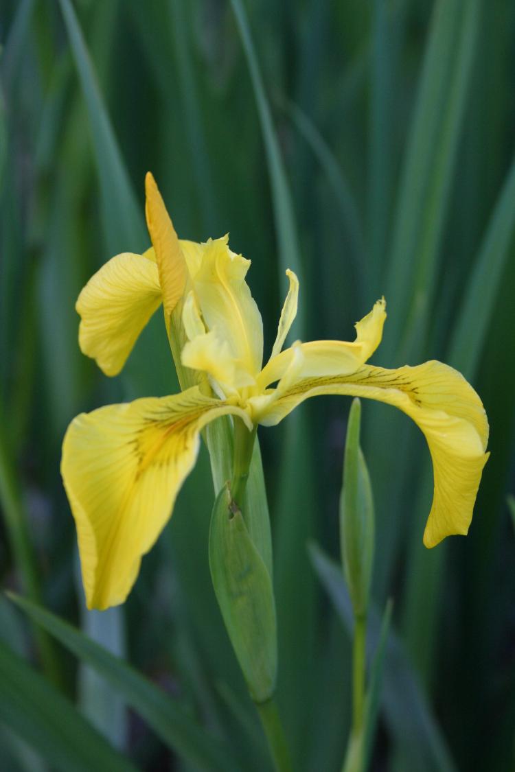 Iris pseudacorus
