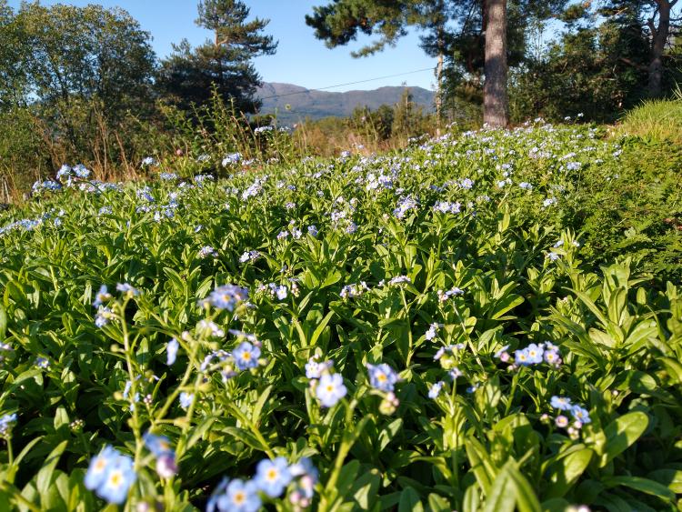 Regnbed med Myosotis scorpioides