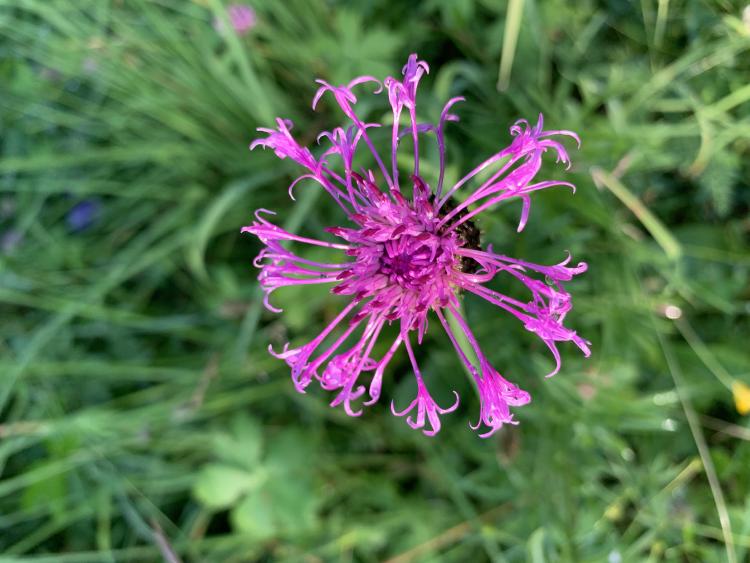 Centaurea scabiosa
