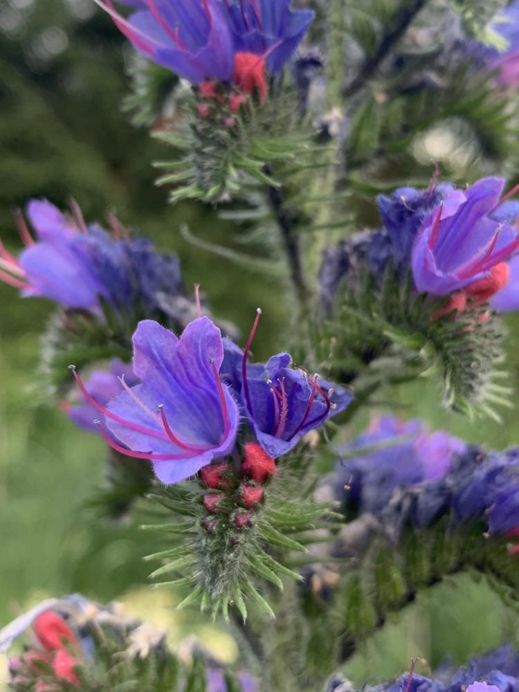 Echium vulgare