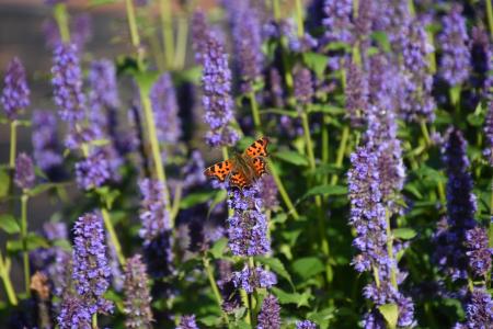 Agastache 'Blue Fortune'