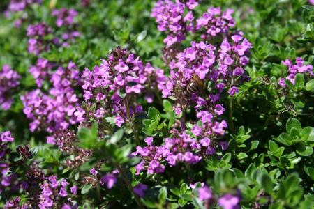 Thymus citriodorus 'Unni'