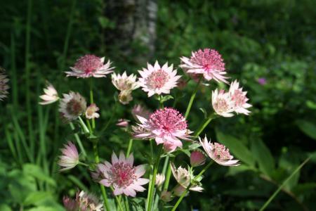 Astrantia roma