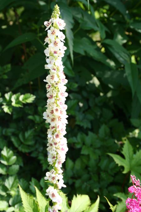 Verbascun nigrum var. album