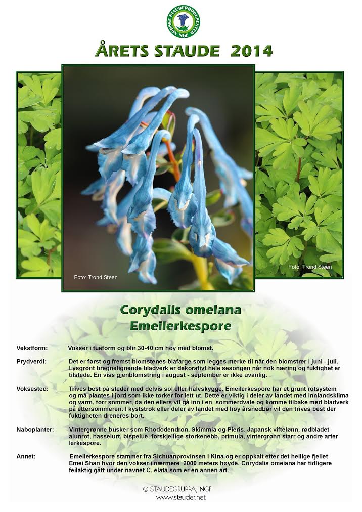 Corydalis omeiana