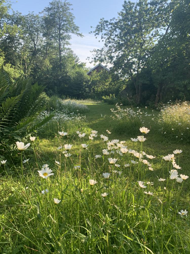 Leucanthemum vulgare