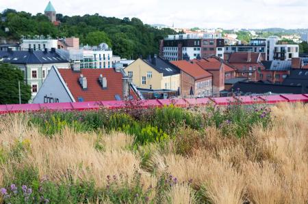 Ville stauder på tak i Oslo, foto Åse Holte, Asplan Viak