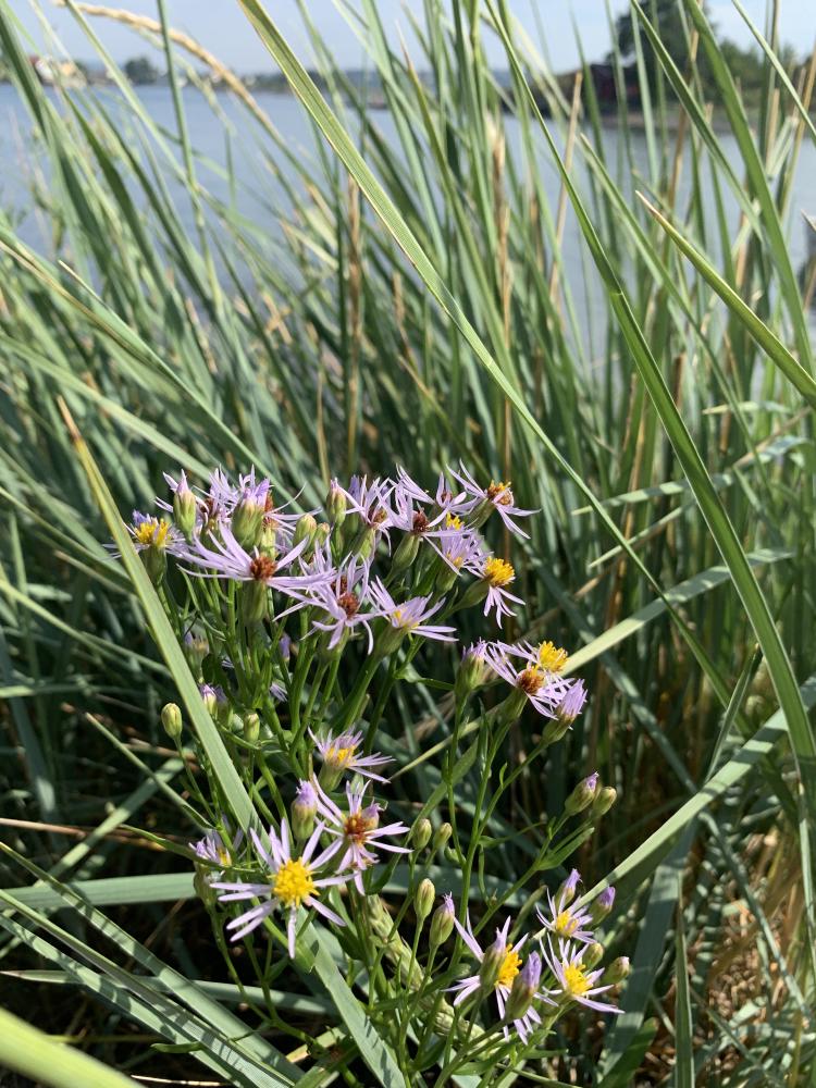 Tripolium pannonicum og Leymus arenarius